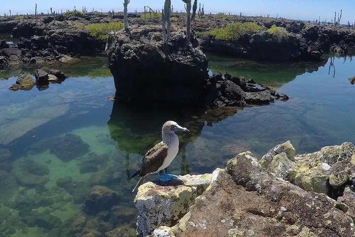 6-Day Galapagos Land Tour including San Cristobal & Santa Cruz - Photo 1 of 14